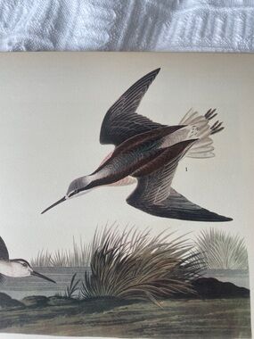 🖤5/$25 Wilson's Phalarope vintage Art Print - Neutral Tones